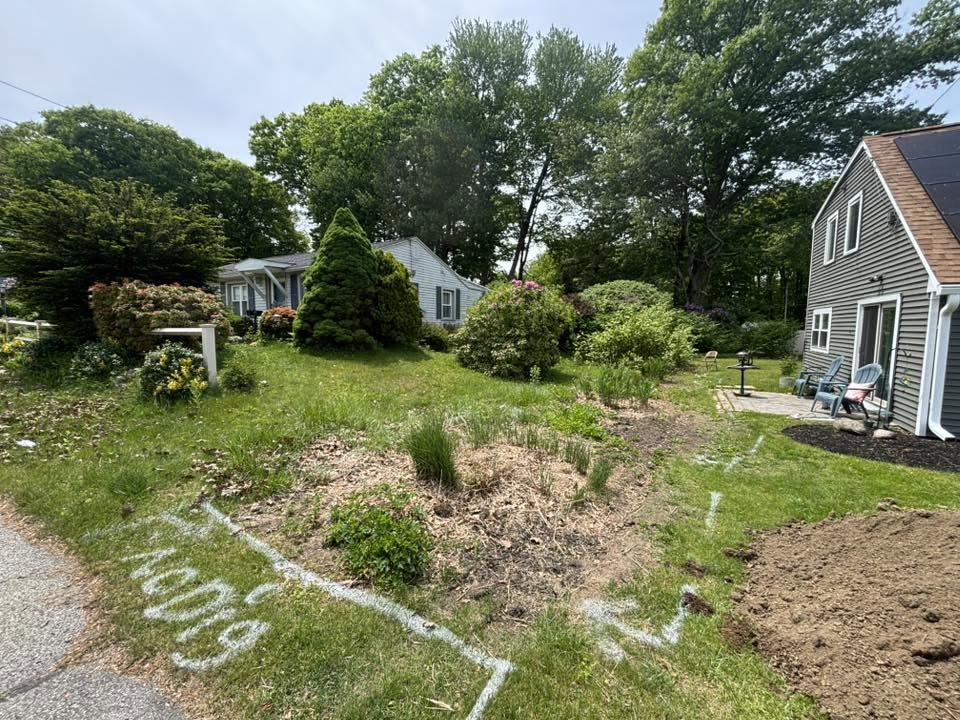 Invasive Japanese knotweed covering Auburn, MA property before removal